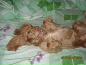 Игорь Горох фотография #47 (источник - https://vk.com/id6322143)