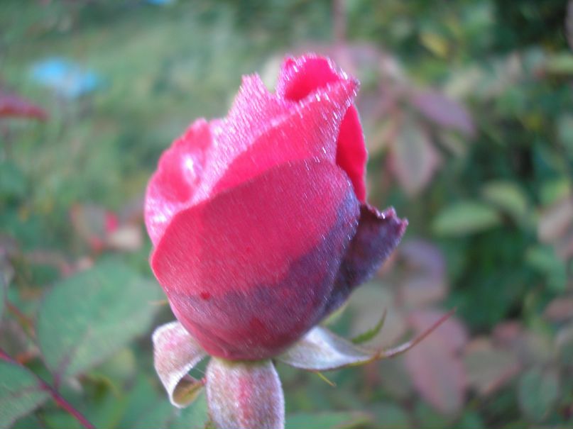 Сергей Крылов фотография #43