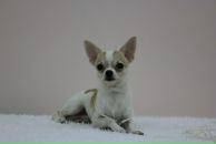 Фотография Тонких Вероники