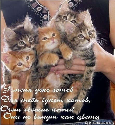 №17, Елена Аблова №17, Елена Аблова