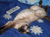 Фотография Погорелова Игоря