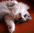 Фотография Брагина Ильи