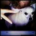  фотография #34