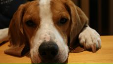 Фотография Stepanenko Natali