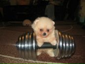 Игорь Игнатьев фотография #22 (источник - https://vk.com/id2427670)