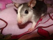 Фотография Khanafeeva Svetik