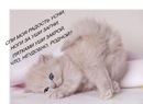 Альбіна Чумак фотография #4 (источник - https://vk.com/id44625942)