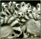 Фотография Петроченко Лисицы