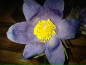 Фотография Анастасии Анастасии