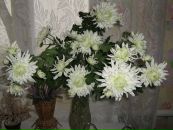 Ліля Когут фотография #27 (источник - https://vk.com/id71418373)