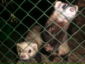 Фотография Ровинской Анны