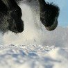 Іван Шпеник фотография #29 (источник - https://vk.com/id142746931)