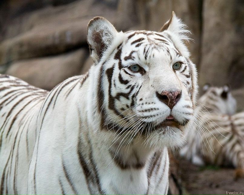 Тимофей Казак фотография #13