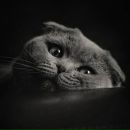 Фотография Фоминой Дины