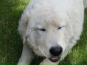 Фотография Шацкого Михаила