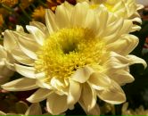 Фотография Кащенко Роман