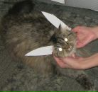 Фотография Киви Nastyushka