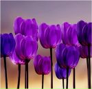 Фотография Буркиной Юлии