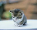 Корнелія Прекрасна фотография #18 (источник - https://vk.com/id173570661)