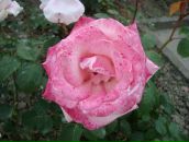 Фотография Порубов Женя