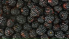 Фотография Шелковицы Лавра