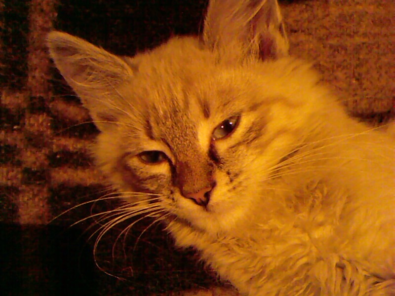 Софья Федотова фотография #43