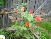 Фотография Сиротиной Натальи