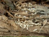 Илья Кисельников фотография #25 (источник - https://vk.com/id45752602)