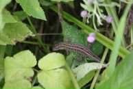 Фотография Гаммель Анны