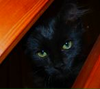 Дмитрий Быстрицкий фотография #14 (источник - https://vk.com/id3132744)