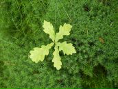 Фотография Strigo Irene