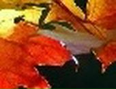 Олеся Матвійчук фотография #31 (источник - https://vk.com/id50923906)