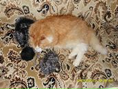 Фотография Чемерзовой Нины