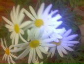 Лідія Лупина фотография #37 (источник - https://vk.com/id150296004)