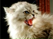 Фотография Кузиной Арины