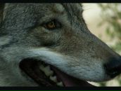 Фотография Богомолова Эдуарда