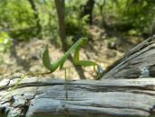 Віктор Копінський фотография #15 (источник - https://vk.com/id10115601)