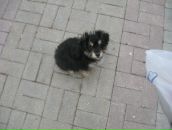 Фотография Дазиденко Максим