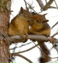 Фотография Nord Squirrel