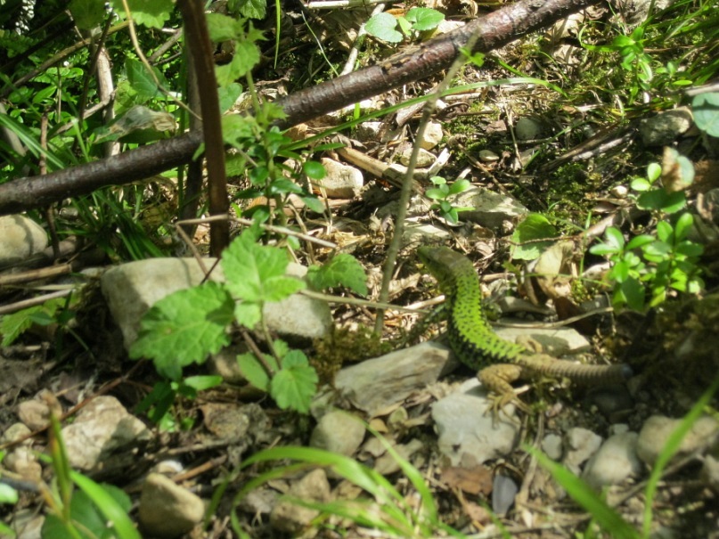 Инга Мищенко фотография #14