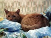 Виктор Плотников фотография #44 (источник - https://vk.com/id249018)