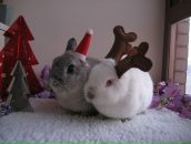 Фотография Мезеновой-Гресс Дашули