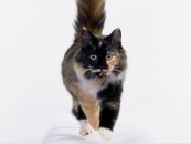 Каринка :))) фотография #50 (источник - https://vk.com/id88401957)