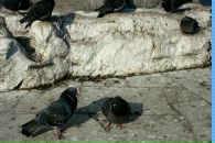 Лена Леммер фотография #21 (источник - https://vk.com/id3964828)