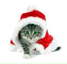 Фотография Коноплёвой Светланы