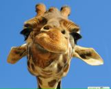 Фотография Шафикова Руслана