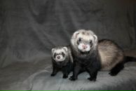 Елена Степанова фотография #42 (источник - https://vk.com/id3731778)