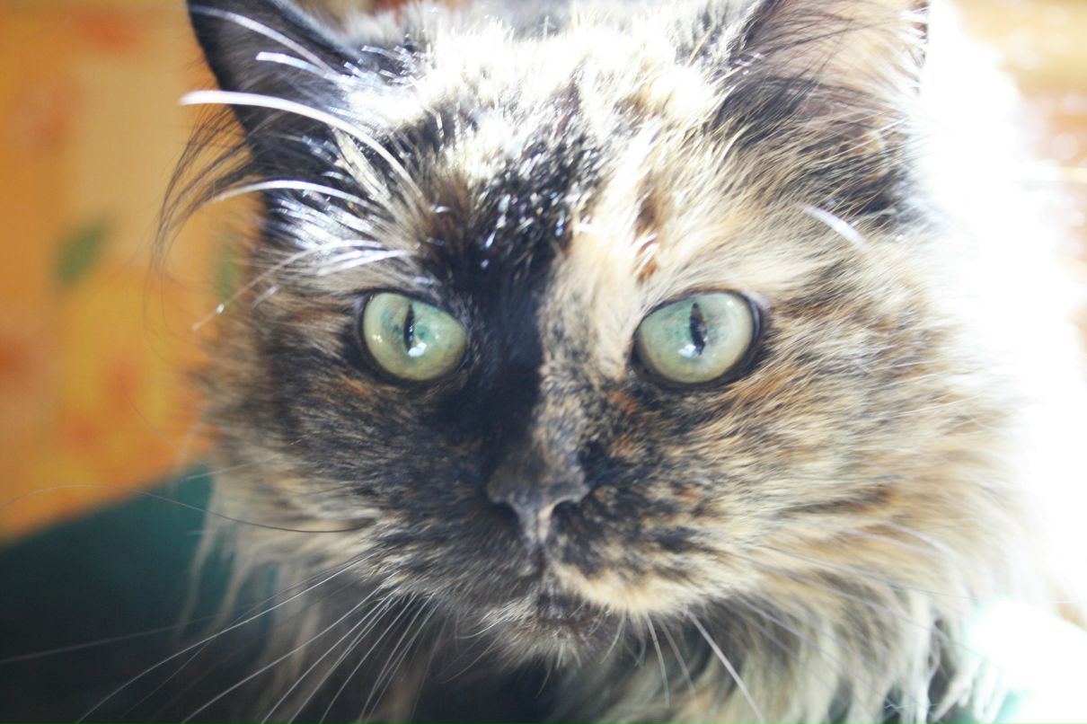 Мотя Норматова фотография #3