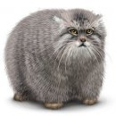 Свин ^_^ фотография #31 (источник - https://vk.com/id60082165)