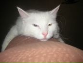 Фотография Шомина Артема